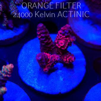 Acropora MILLEPORA RAINBOW (04.10.2025)  4cm