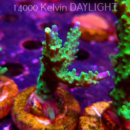 Acropora JMC PRINCESS (07.04.2025) MM6-II-10  5cm