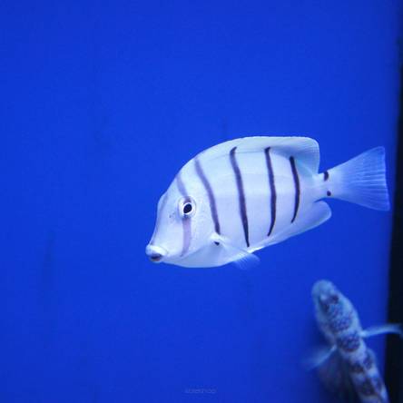Acanthurus triostegius  6-8cm