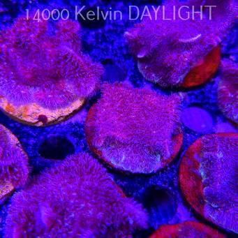 Pavona decussata (19.09.2025)  5cm