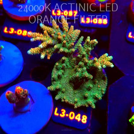 Acropora millepora CLOCKWORK ORANGE (10.08.2026) L3-048  9cm