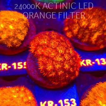 Leptastrea pruinosa JOHN DEERE (14.01.2026) KR-153  5cm