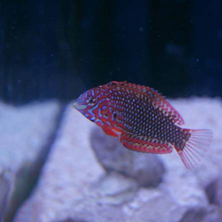 Macropharyngodon ornatus 4-6 cm