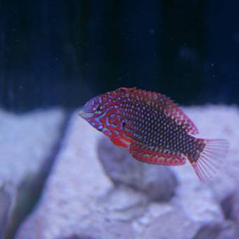 Macropharyngodon ornatus 4-6 cm
