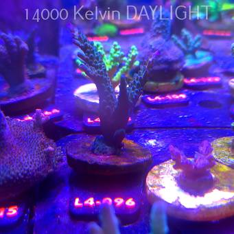 Acropora sp. AUSTRALIA (06.01.2026) L4-096  8cm