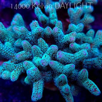 Seriatopora guttatus (18.05.2025)  10cm