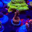 Acropora Jason Fox B33 BOMBER Acro (20.03.2025) L1-II-15  4cm