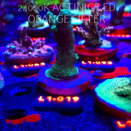 Acropora MILLEPORA PINK (16.03.2026) L1-019  7cm