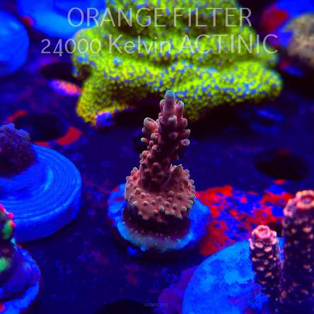 Acropora Jason Fox B33 BOMBER Acro (20.03.2025) L1-II-15  4cm