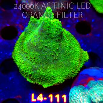 Acropora sp. AUSTRALIA  (07.01.2026) L4-111  5cm