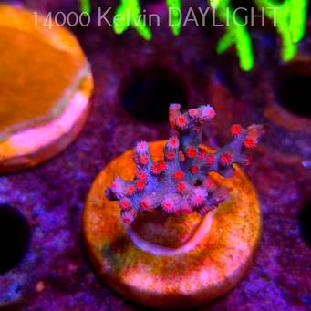 Cyphastrea decadia JF PINK BRANCHING (09.05.2025) MM1-III-7  3cm