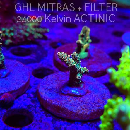 Acropora millepora BLUE (20.02.2025) L4-III-26  4cm