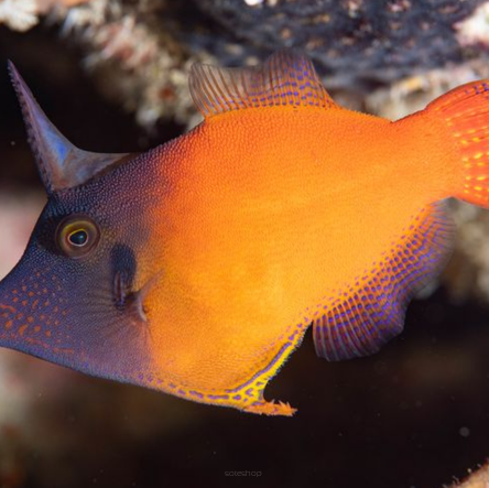 Pervagor melanocephalus rozmiar 6-7cm