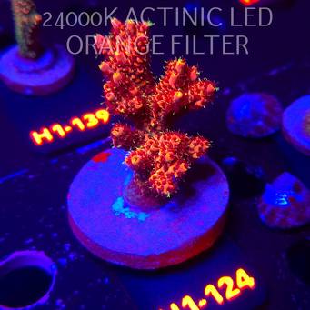 Acropora MILLEPORA BUBBLEGUM (02.02.2026) H1-124  7cm