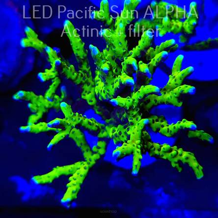 Anacropora WWC SLIMEBALL (03.09.2024) L3-II-1  9cm