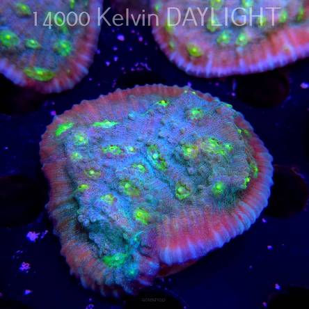 Mycedium robokaki GREEN FLARE (06.05.2025)  6cm