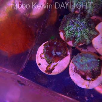Rhodactis WWC OG Bounce Mushroom (05.03.2025)  3cm
