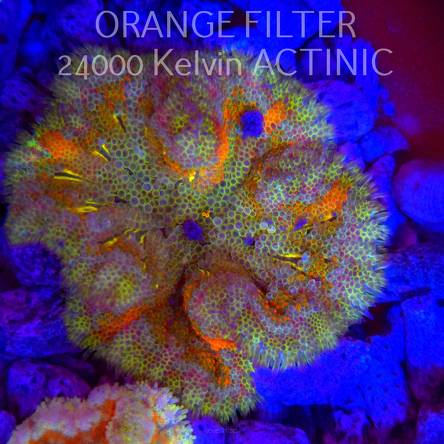 Stichodactyla TAPETUM Mini-Maxi Carpet Anemone RAINBOW (01.06.2025)  7cm