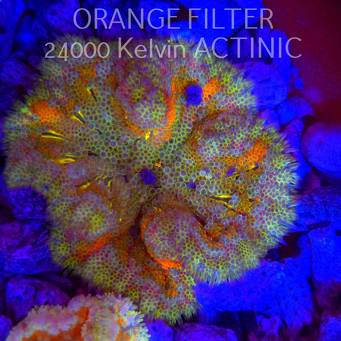 Stichodactyla TAPETUM Mini-Maxi Carpet Anemone RAINBOW (01.06.2025)  7cm