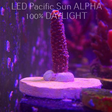 Acropora spathulata (02.02.2025) L3-I-1  5cm