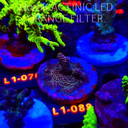 Acropora millepora PINK AUSTRALIA (11.10.2025) L1-088  4cm