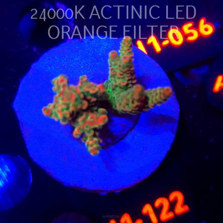 Acropora sp. JMC SPECIAL (02.02.2026) H1-122  3cm