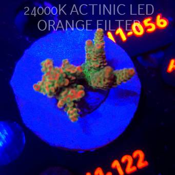 Acropora sp. JMC SPECIAL (02.02.2026) H1-122  3cm