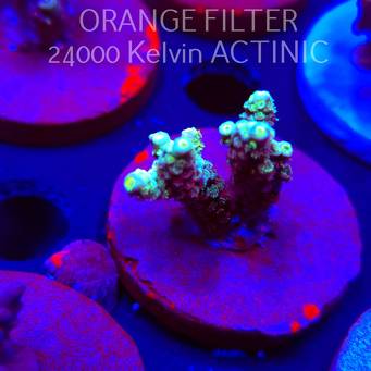 Acropora tenuis RAINBOW (04.10.2025)  4cm