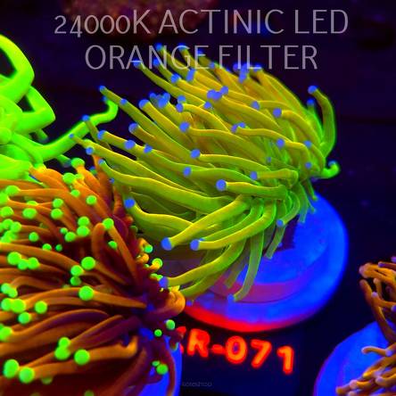 Euphyllia glabrescens OG HOLY GRAIL TORCH (04.12.2025) KR-071