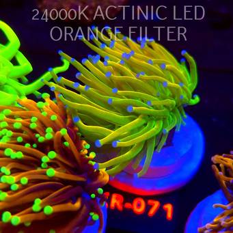 Euphyllia glabrescens OG HOLY GRAIL TORCH (04.12.2025) KR-071