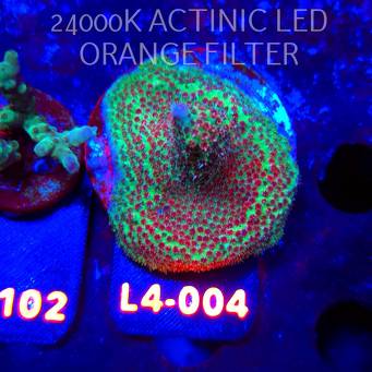Acropora FOREST FIRE (06.01.2026) L4-004  5cm