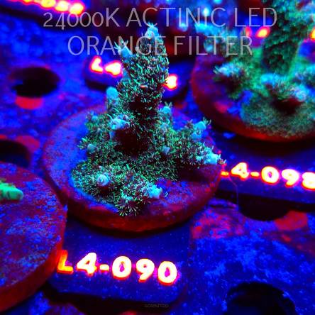 Acropora sp. PREMIUM AUSTRALIA  (07.01.2026) L4-090  5cm