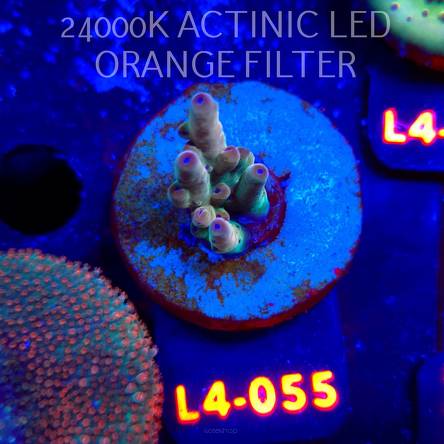 Acropora LORIPES FIJI GOLD (06.01.2026) L4-055  3cm