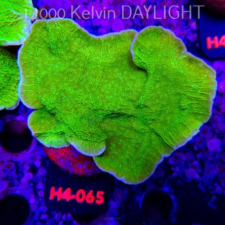 Montipora capricornis TOXIC GREEN (01.06.2026) H4-065  12cm