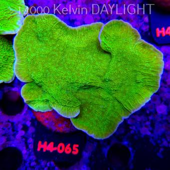 Montipora capricornis TOXIC GREEN (01.06.2026) H4-065  12cm