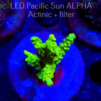 Acropora sp. AUSTRALIA (12.01.2025) L1-I-9  5cm