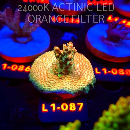 Acropora loripes GOLDEN JAWDROPPER (02.08.2026) L1-087  5cm