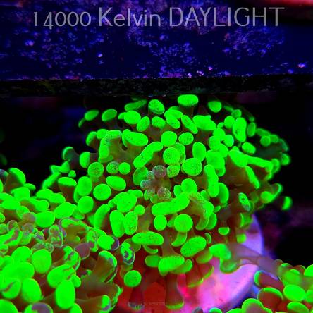 Euphyllia paraancora GOLD HOLOGRAM HAMMER (26.01.2025)