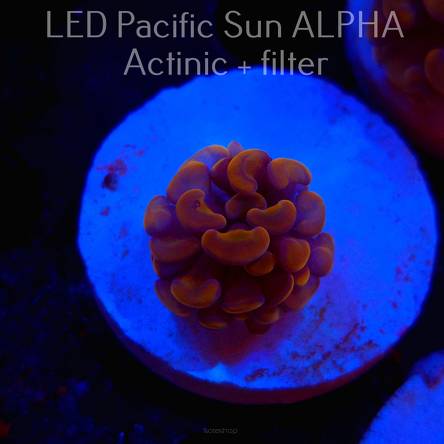 Euphyllia paraancora GOLD HOLOGRAM HAMMER (04.08.2024)