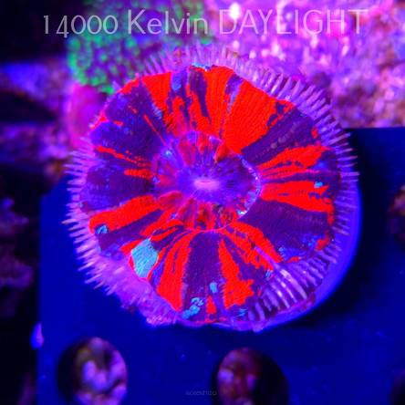 Scolymia Australis WAR PAINT (03.03.2026) 6cm (DAMAGED)