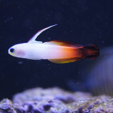 Nemateleotris magnifica 4-5cm