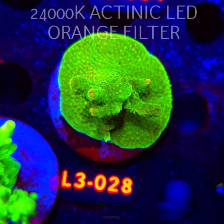 Acropora RR RAINBOW LOOM (04.01.2026) L3-028  5cm