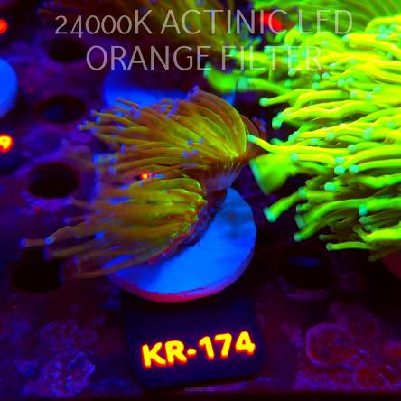 Euphyllia glabrescens TG TOXIC JOKER TORCH (01.09.2026) KR-174