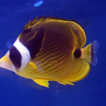 Chaetodon lunula rozmiar 7-8cm (Kenia)