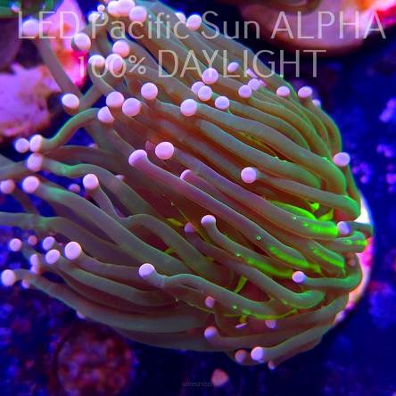 Euphyllia glabrescens Green Pastel Tip Torch (02.11.2024)