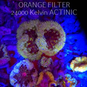 Stichodactyla TAPETUM Mini-Maxi Carpet Anemone YELLOW-RED (01.06.2025)  6cm