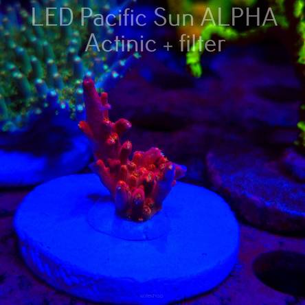 Acropora BLUE POLYP BLEEDING STRAWBERRY (01.12.2024) MM1-III-7  3cm