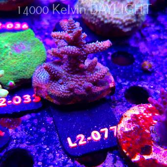 Acropora MILLEPORA (17.03.2026) L2-077  6cm