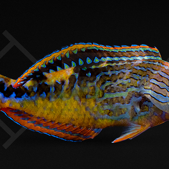 Macropharyngodon biparatitus 7-8cm SAMIEC