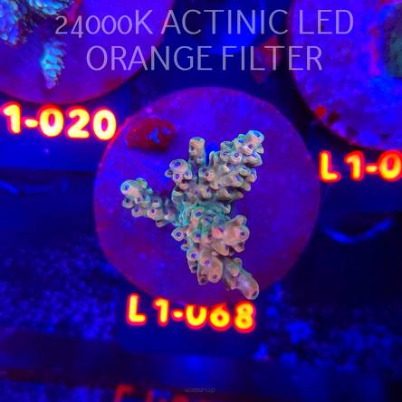 Acropora Jason Fox B33 BOMBER Acro (09.10.2025) L1-068  5cm